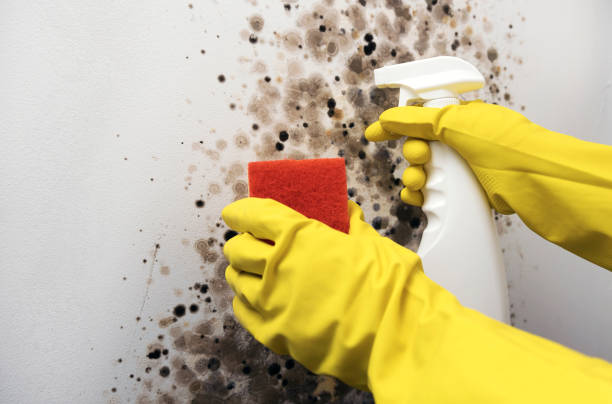 Mold Testing and Removal in Lauderdale Lakes, FL